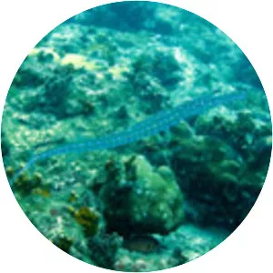 Fistularia tabacaria - 