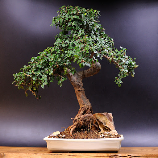 fitosystems - Bonsai plant supplier in Moscow, Russia
