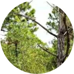 FIU Nature Preserve - 