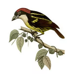 Five-colored barbet