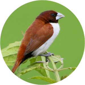 Five-colored munia