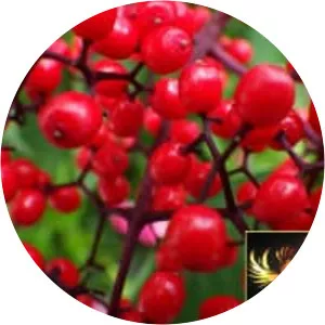 Five-flavor berry - Plants