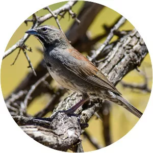 Five-striped sparrow - Bird