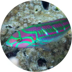 Fivestripe wrasse