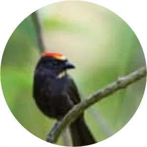 Flame-crested tanager - Bird