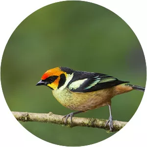 Flame-faced tanager