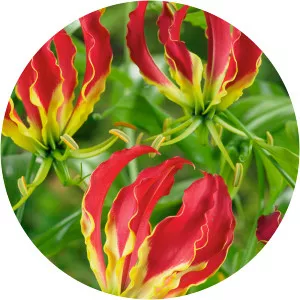 Flame lily - Plants