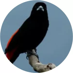 Flame-rumped tanager