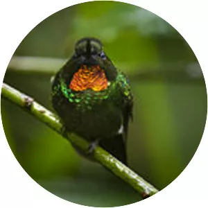 Flame-throated sunangel