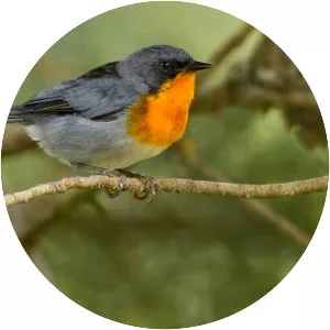 Flame-throated warbler