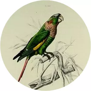 Flame-winged parakeet