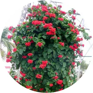 Flaming glorybower - Plants