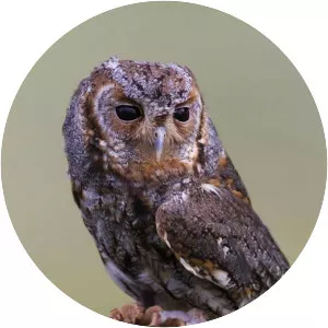 Flammulated owl