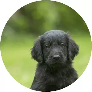 Flat-coated Retriever