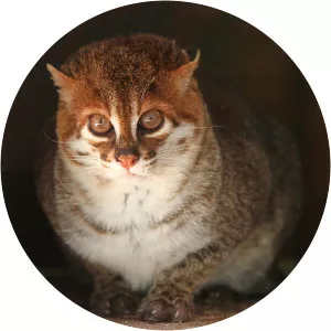 Flat-headed cat - Animal