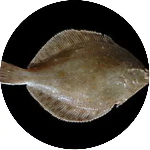 Flatfish - Fish
