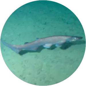 Flathead catshark