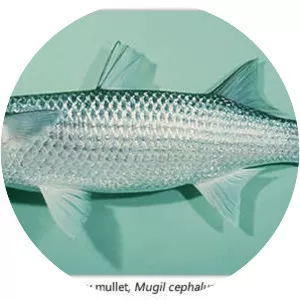 Flathead grey mullet