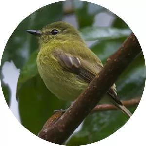 Flavescent flycatcher