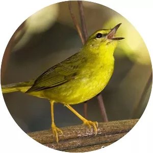 Flavescent warbler