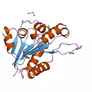 Flavoprotein - Protein