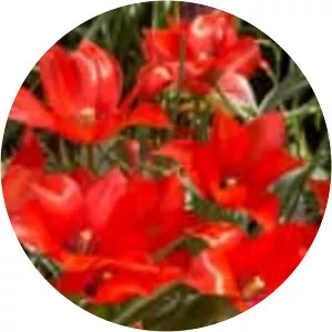 Flax-leaved tulip (Tulipa Linifolia)