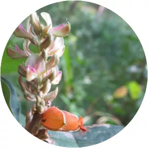 Flemingia macrophylla