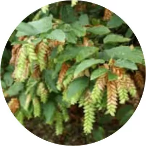 Flemingia strobilifera