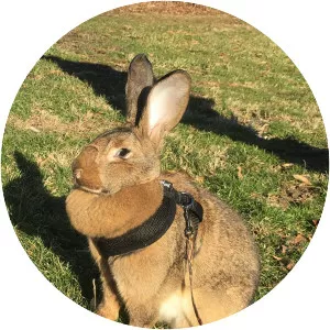 Flemish Giant rabbit