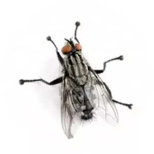 Flesh fly