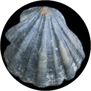 Flexopecten flexuosus - 