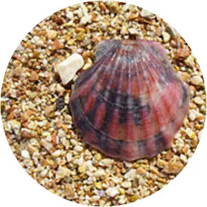 Flexopecten glaber ponticus - 