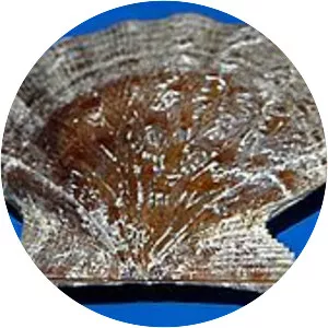 Flexopecten hyalinus