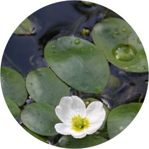 Floating water-plantain