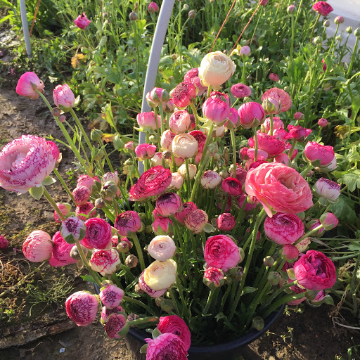 Floras, La Granja de las Flores - Agricultural production in Spain