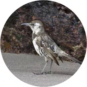 Floreana Mockingbird - Bird