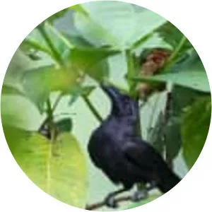 Flores crow - Bird