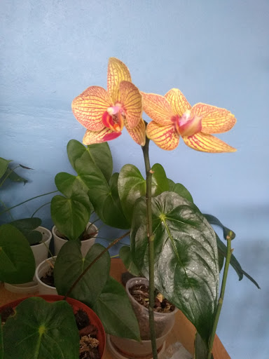 Flores Para el Mundo - Garden center in Huanuco, Peru