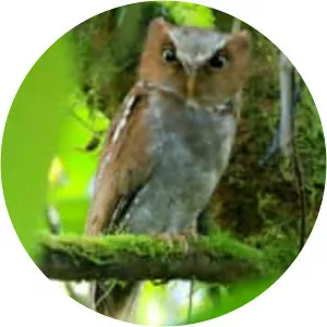 Flores scops owl