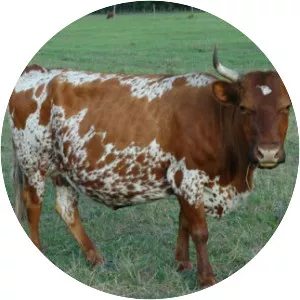 Florida Cracker cattle