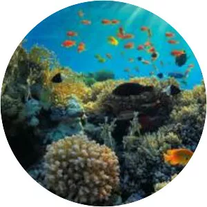 Florida Keys National Marine Sanctuary - Marine sanctuary in Florida