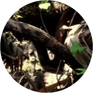 Florida Panther National Wildlife Refuge