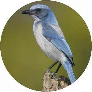 Florida scrub jay