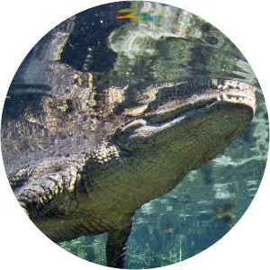 Florida UntamedSince 2014