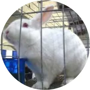 Florida White rabbit - Rabbits breed