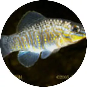 Floridichthys carpio - 