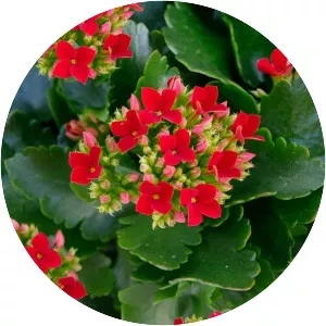 Florist Kalanchoe - Plants