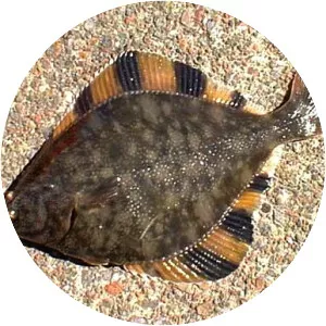 Flounder photograph