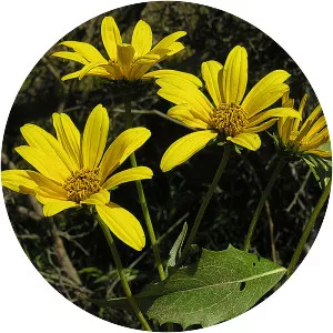 Flourensia thurifera - 