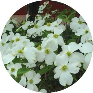 Flowering dogwood